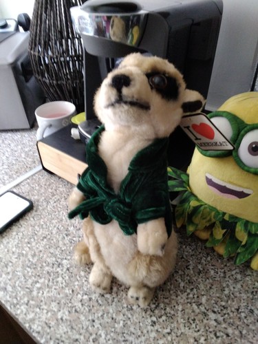 Meerkat